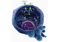 HQL制药、、、常州隆赛和上海豪门国际官网将配合研新型抗癌药物
