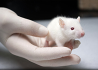 豪门国际官网肿瘤药效实验顺遂通过江苏省FDA审查