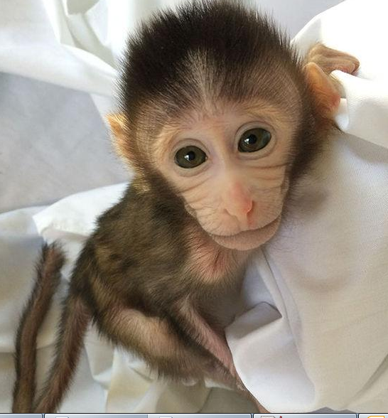 转基因猴成攻克自闭症利剑，，首个非人灵长类自闭症模子建设