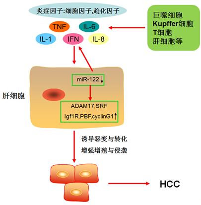 豪门国际官网-追求康健,你我一起开展