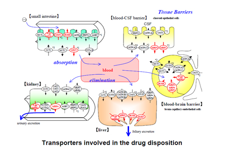 药物转运体在药物吸收、、、漫衍、、、代谢、、、渗透中的作用