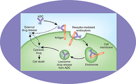 豪门国际官网ADC临床前服务之ADC作用机制