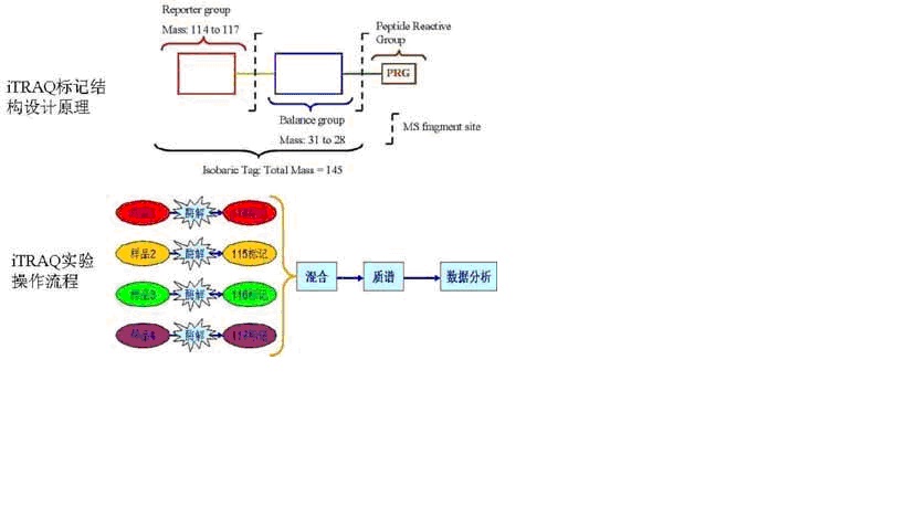 iTRAQ实验手艺服务