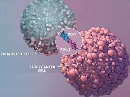 2017年度巨献：：癌症免疫疗法重磅级研究解读