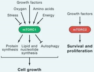 豪门国际官网-追求康健,你我一起开展