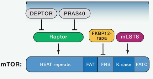 mTORC1由mTOR、、、Raptor和mLST8以及非焦点组件PRAS40和Deptor组成
