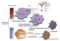 浅析：：：ADC药物的抗癌之路