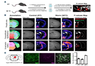 减肥药瞄准新靶点，，，强效减肥药即未来袭？？