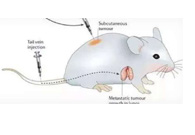 围观:临床前小鼠模子怎样。？