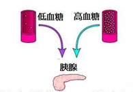 调理血糖稳态，，，GK负重前行