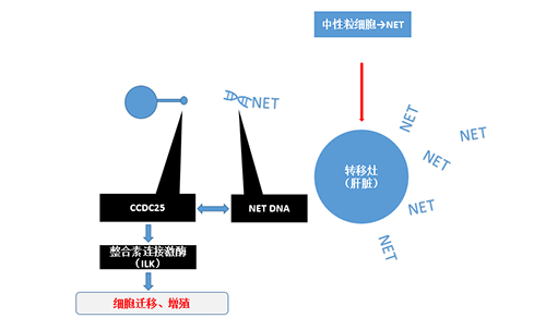 除了纯粹的捕获，NET DNA与CCDC-25的连系还增强了癌细胞的侵袭行为，增进了癌症的肝转移。