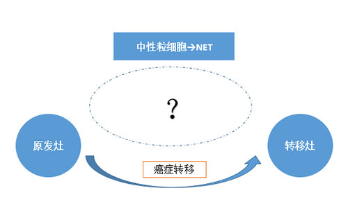 NET可能会通过某些方式“捕获”或“叫醒”癌细胞，从而造成癌细胞的迁徙。