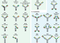 【云回首】理论、、规则、、实践，，，三位一体解说双抗的生物剖析
