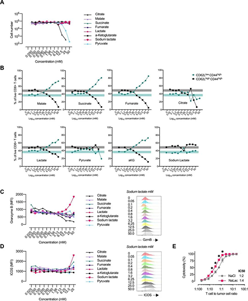 中央碳代谢物会改变CD8 + T细胞效应子的漫衍（泉源：：e Life）