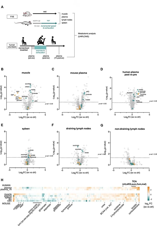 急性运动会改变血浆和淋巴器官的代谢状态 （泉源：：e Life）