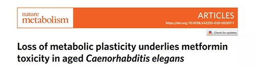 在线虫和人类原代细胞中，，，当在其寿命晚期提供二甲双胍时，，，二甲双胍会缩短命命，，，这与二甲双胍在年轻生物体中的起劲作用相反。。。