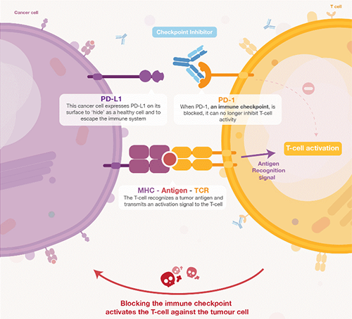 饿了吗？饿一饿原来可以辅助PD-1抑制剂肿瘤免疫治疗 