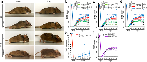 Hyper-IL-6增进功效恢复(泉源：：：Nature)