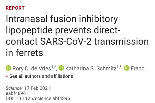 Science速递|鼻喷雾剂可阻止新冠肺炎撒播，，在雪貂实验中已初获效果