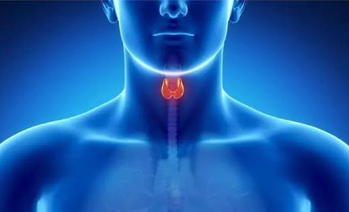 Science速递 | 揭开甲状腺的神秘面纱，，开启代谢药物新征程