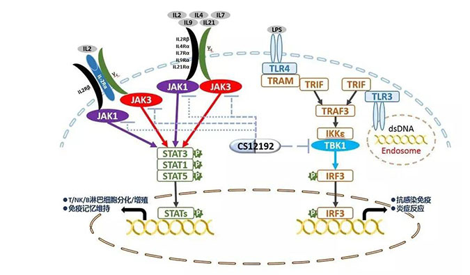 自身免疫疾病或迎新疗法！！！豪门国际官网助力微芯生物CS12192获批FDA