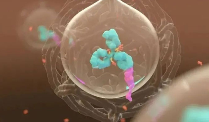 美研 | ADC，，，为靶向给药而精准深耕