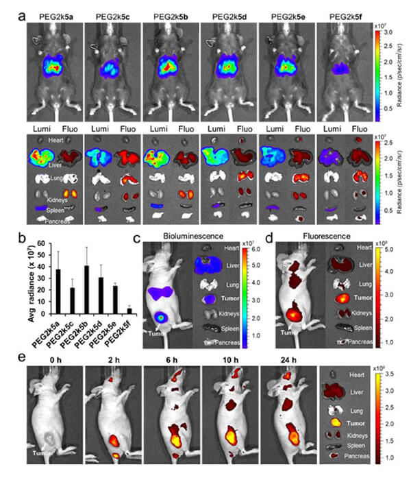 递送和NIR影像，Luc mRNA; Ⅳ and intra-tumoral.jpg