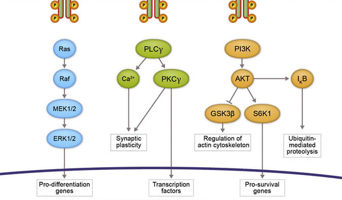 豪门国际官网助力 | 睿跃生物1类新药 TRK降解剂CG001419获批临床