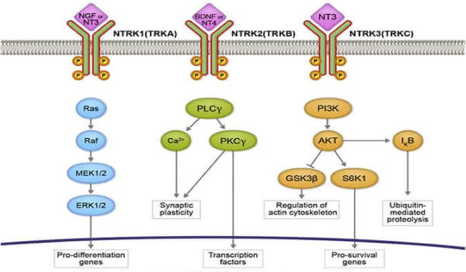 豪门国际官网助力睿跃生物1类新药 TRK降解剂CG001419获批临床.jpg