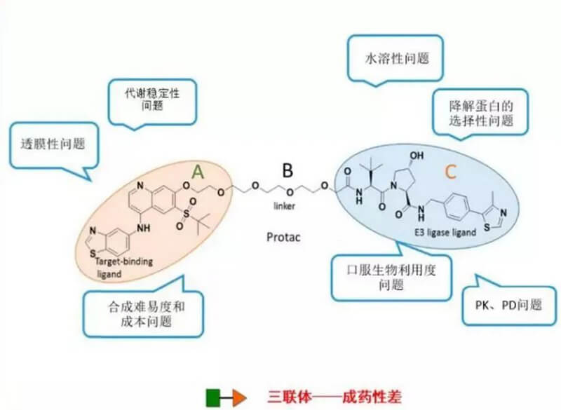 PROTAC分子量较大，，，消融性较差.jpg