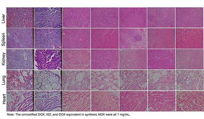 对 Na?ve Beagle Dog模子中纳米金刚石-多柔比星复合物的清静性评价