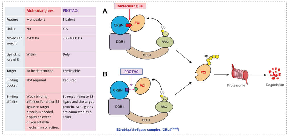 3-通过泛素-(Ub)-卵白酶系一切降解目的卵白-(POI)-示意图：：分子胶(A)；；；PROTAC-(B).jpg