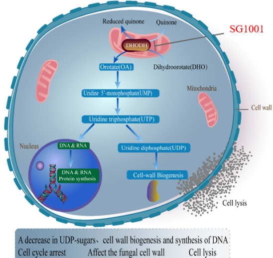 豪门国际官网：：：叵楦锪⒁煲㏒G1001完成首例受试者给药