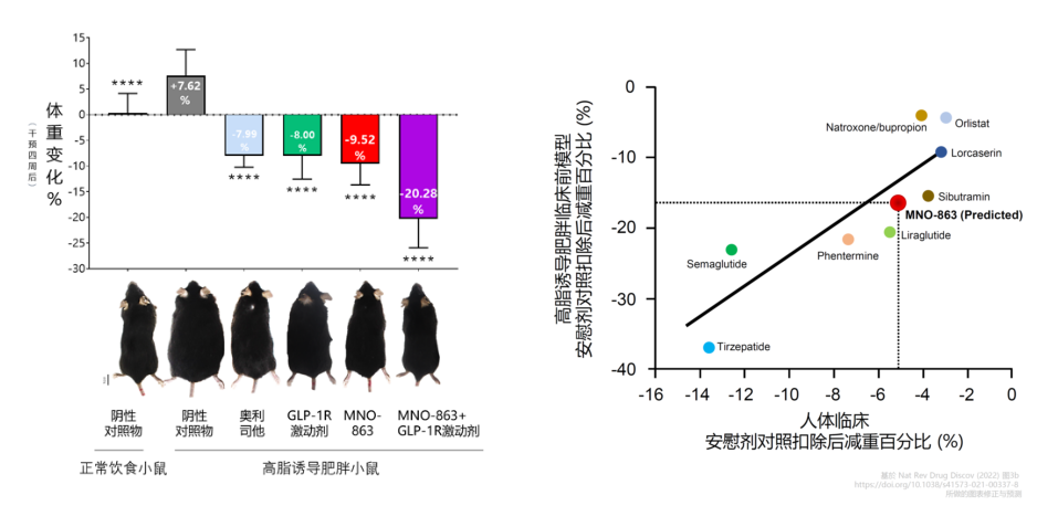 4周降低近10%体重！！！豪门国际官网助力慕恩生物MNO-863活菌生物药获批临床