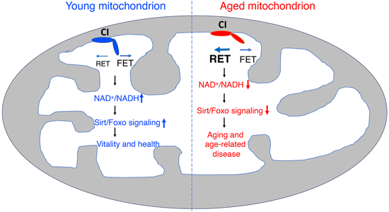 特异性RET抑制剂CPT可改善阿尔茨海默。。。，本研究中CPT由豪门国际官网化学部分合成